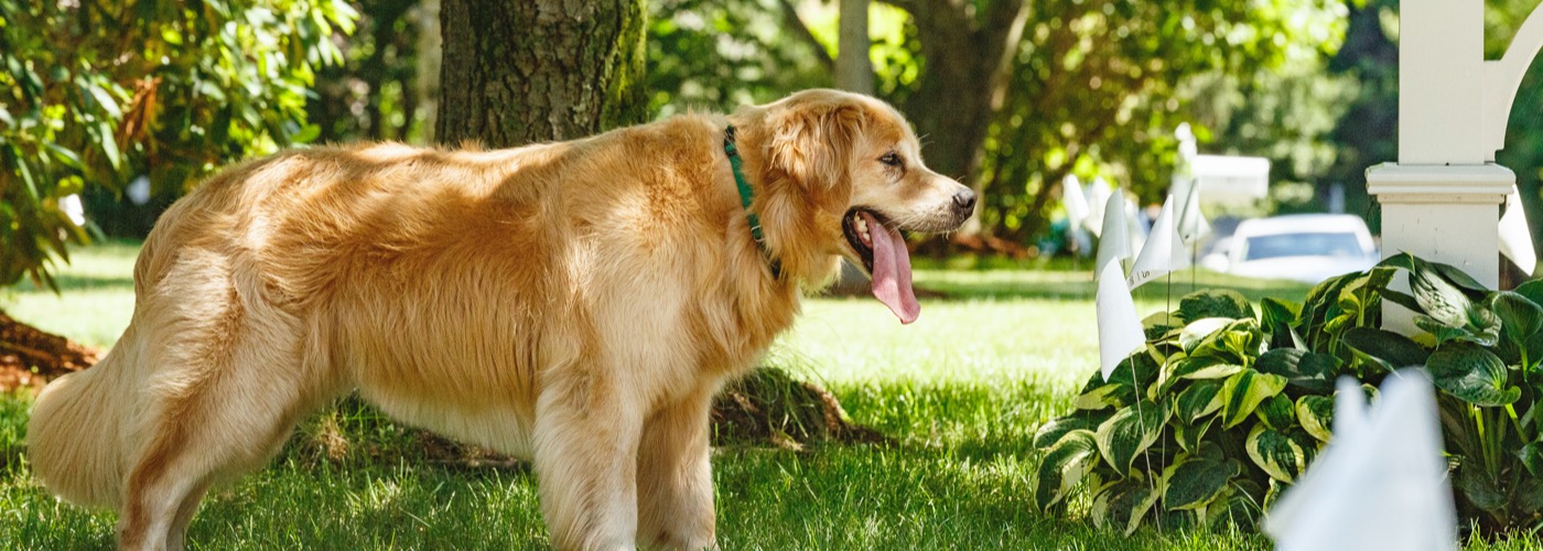 DogWatch of Southern MD, Prince Frederick, Maryland | Outdoor Hidden Dog Fences Slider Image