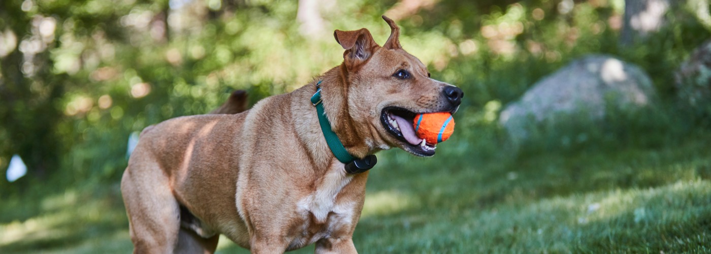 DogWatch of Southern MD, Prince Frederick, Maryland | ProFenceX Slider Image